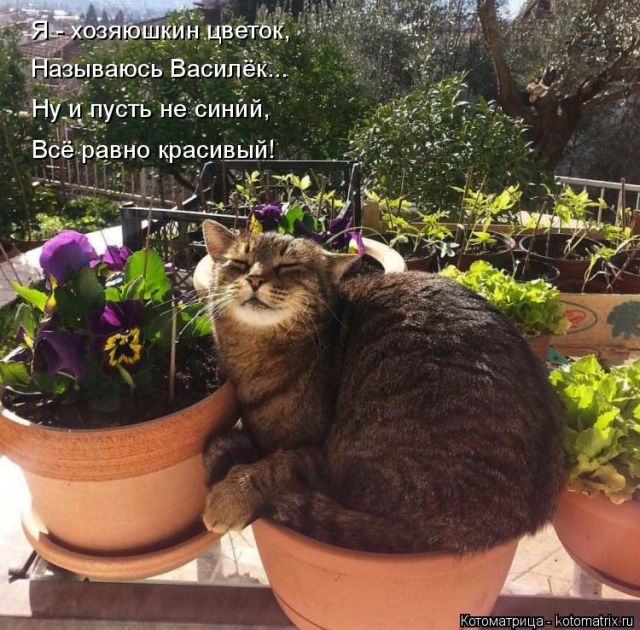 Лучшие котоматрицы недели