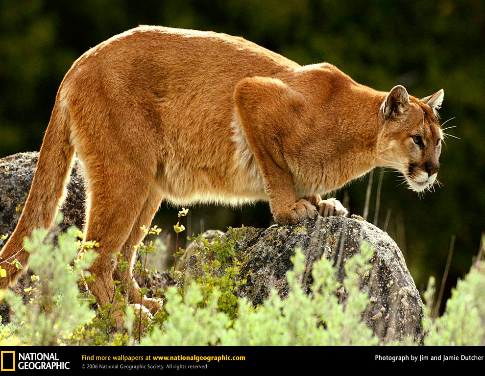 Большие кошки от National Geographic