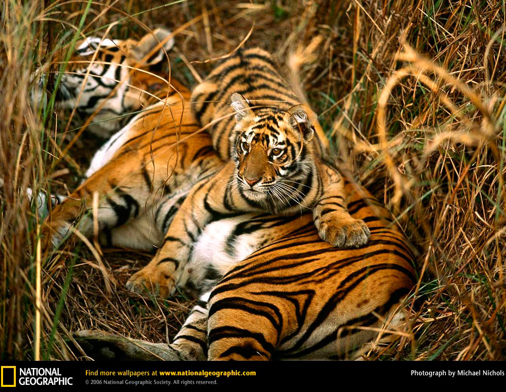 Большие кошки от National Geographic