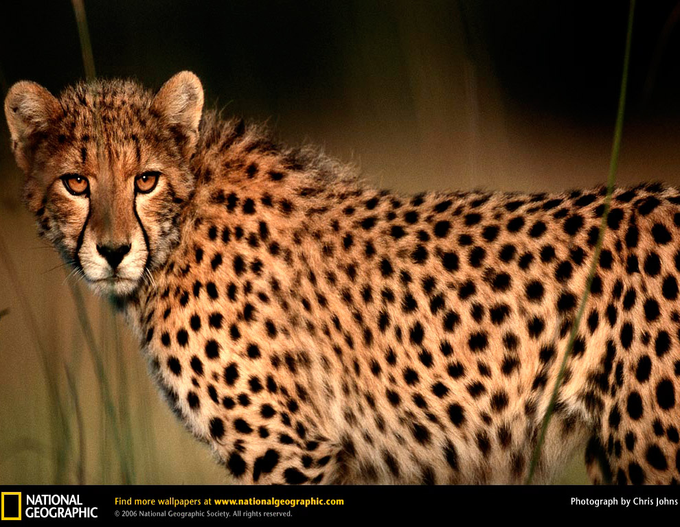 Большие кошки от National Geographic