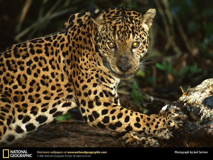 Большие кошки от National Geographic
