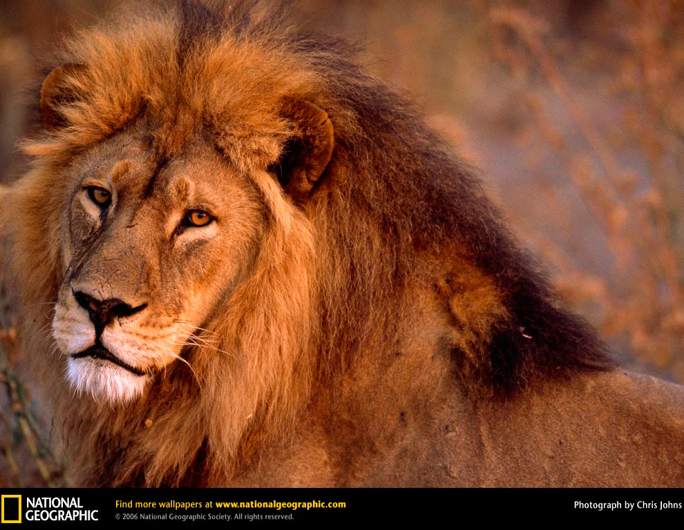Большие кошки от National Geographic