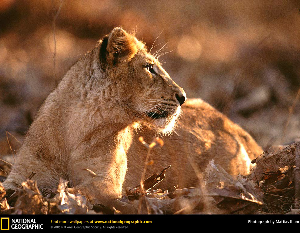 Большие кошки от National Geographic