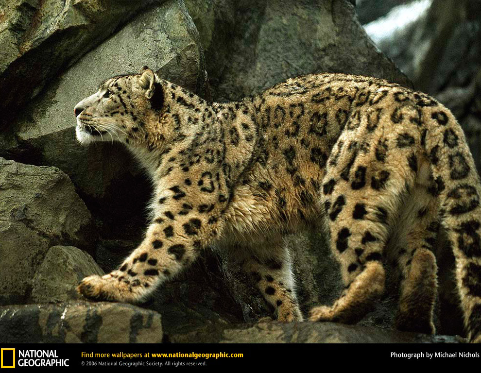 Большие кошки от National Geographic