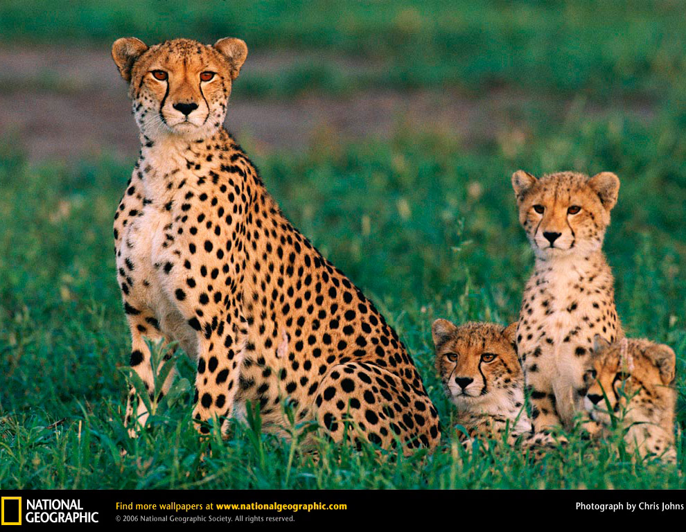 Большие кошки от National Geographic