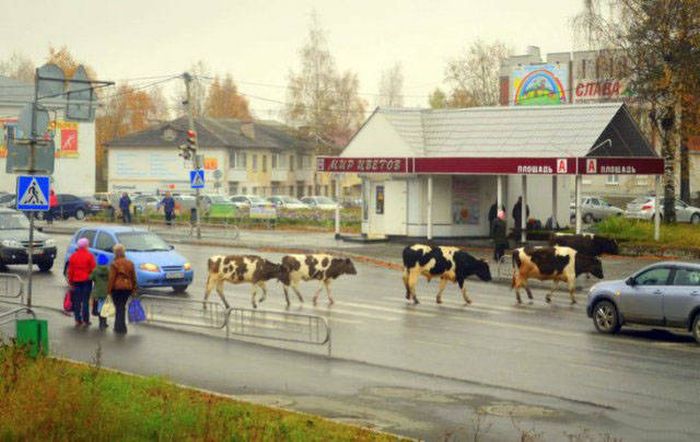 Забавные фото с наших просторов