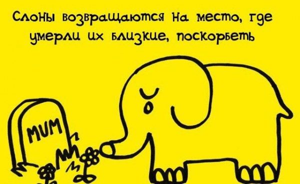 Интересные факты обо всем