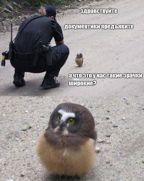 Подборка легкого юмора