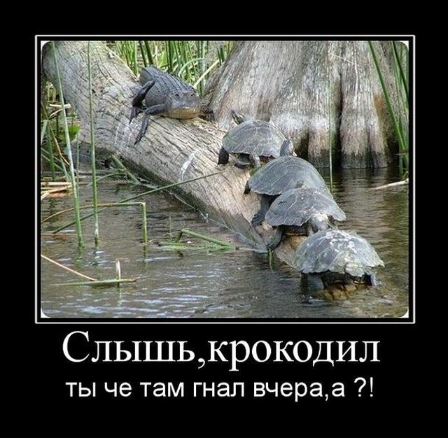 Демотиваторы
