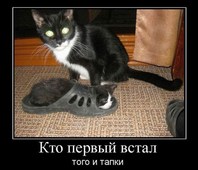 Демотиваторы