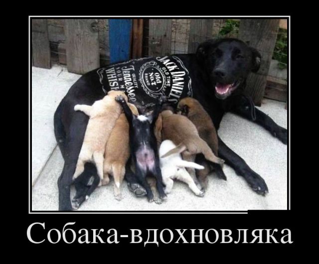 Демотиваторы