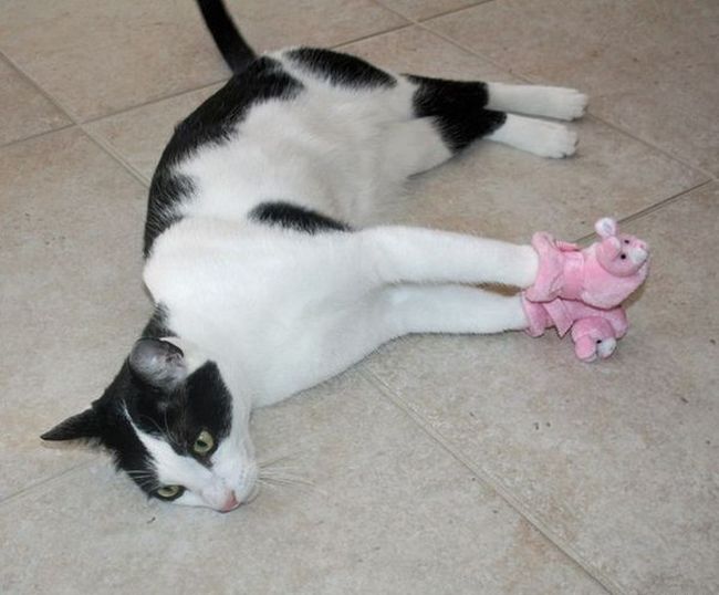 Порция картинок