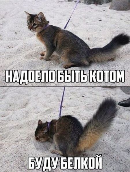 Порция картинок