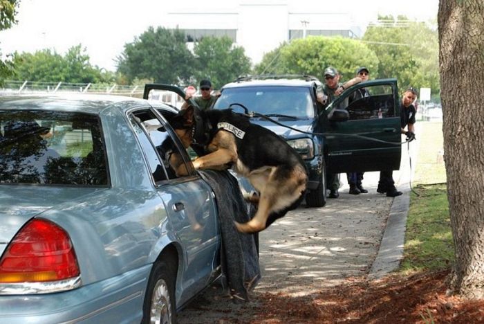 Порция картинок