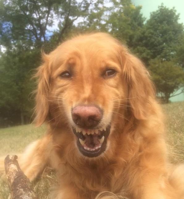 Порция картинок