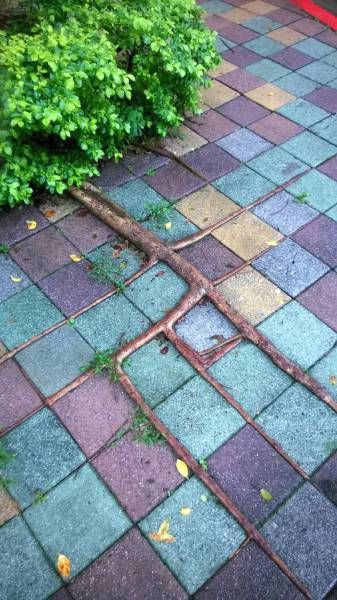 Порция картинок