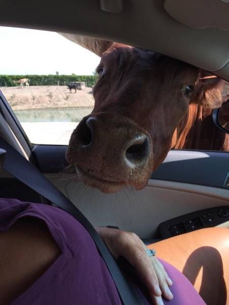 Порция картинок