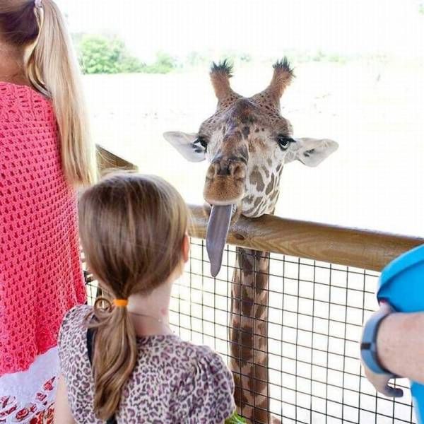 Порция картинок