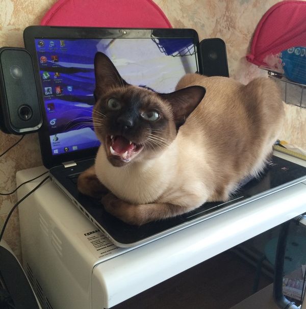 Порция картинок