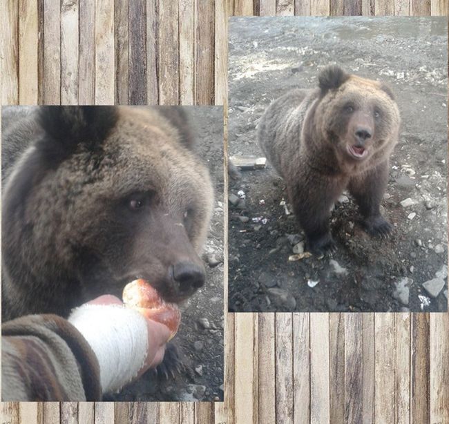 Порция картинок