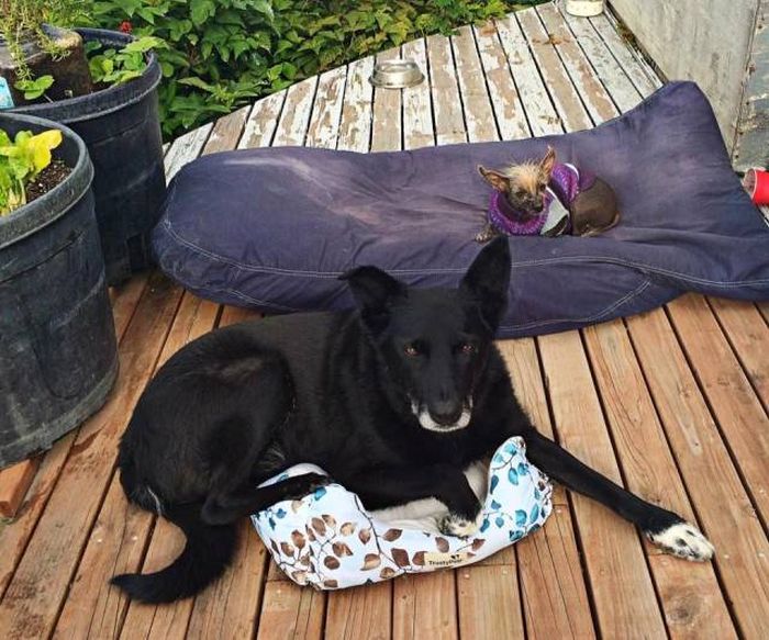 Порция картинок