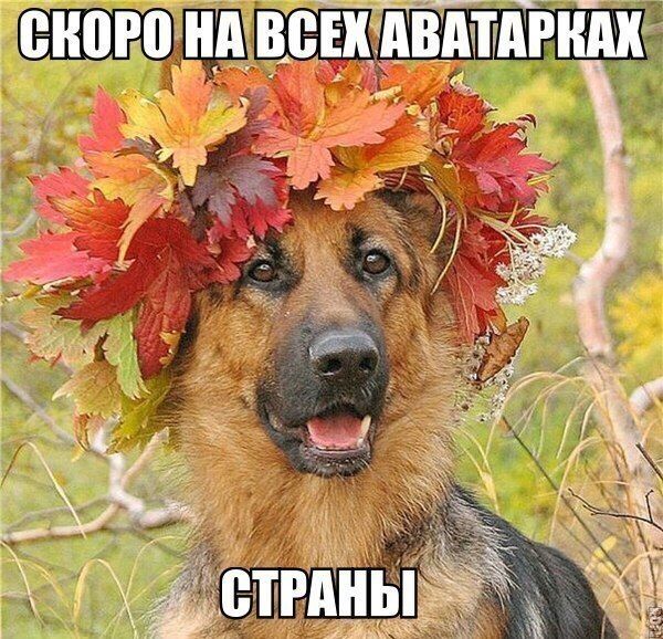 Порция картинок