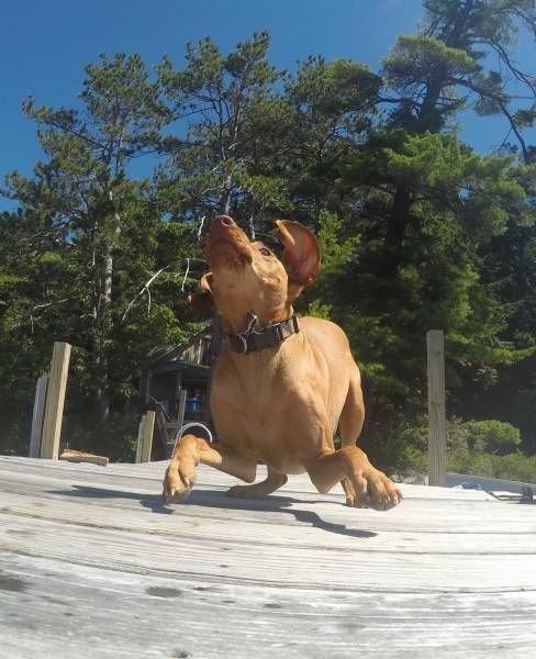 Порция картинок