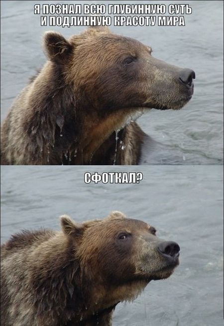 Порция картинок