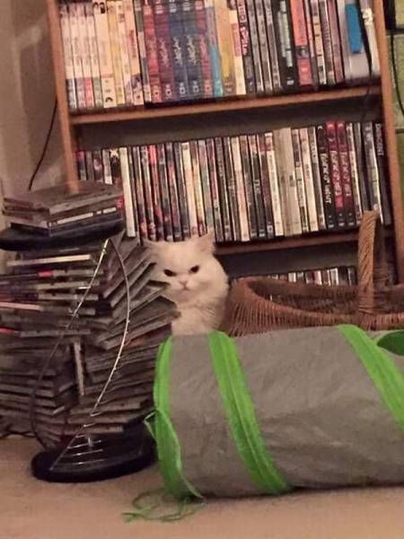 Порция картинок