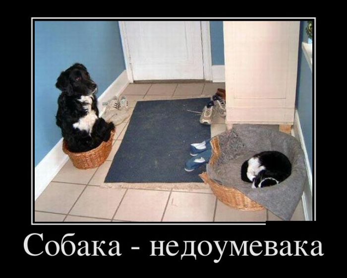 Демотиваторы