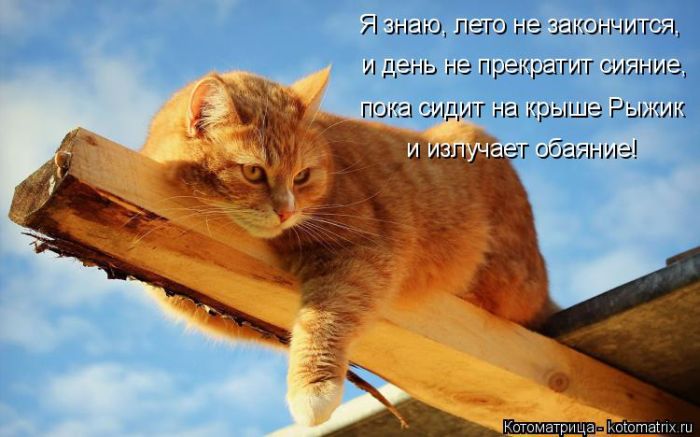 Лучшие котоматрицы недели