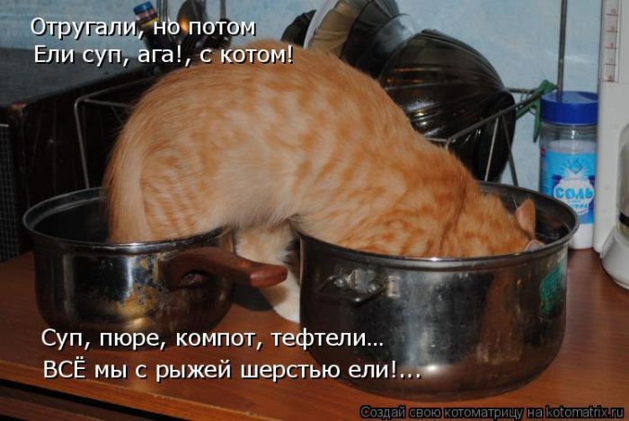 Лучшие котоматрицы недели