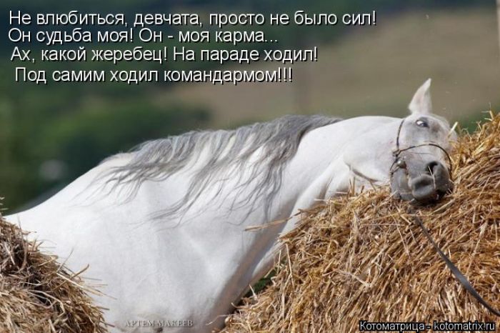 Лучшие котоматрицы недели