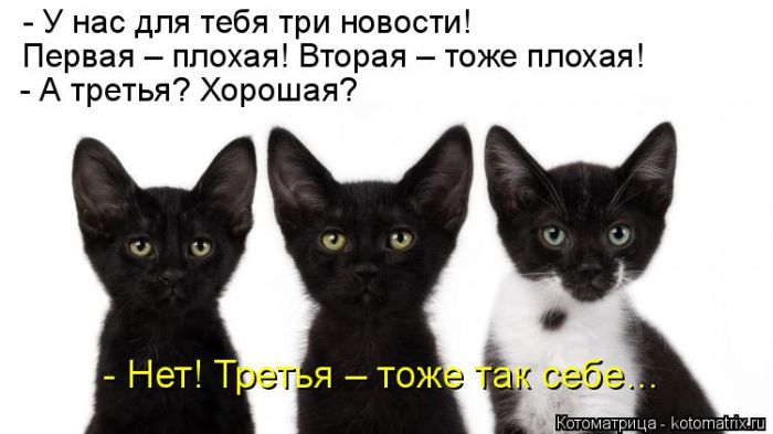 Лучшие котоматрицы недели