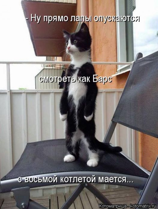Лучшие котоматрицы недели