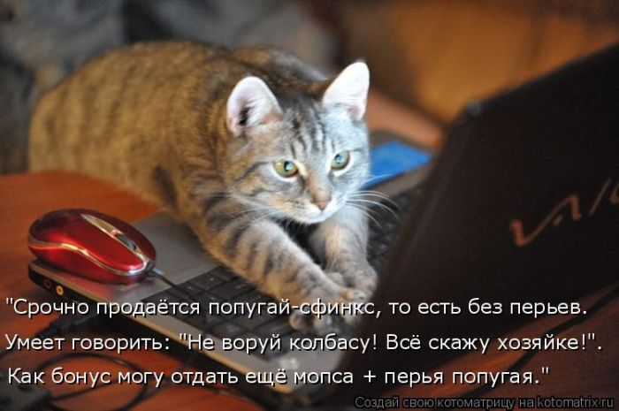 Лучшие котоматрицы недели