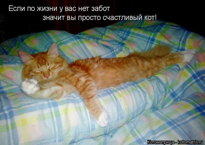 Лучшие котоматрицы недели