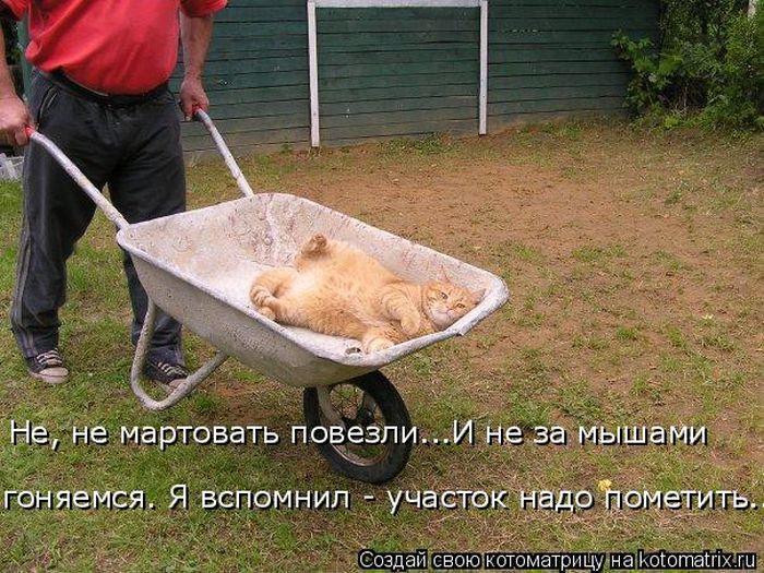 Лучшие котоматрицы недели