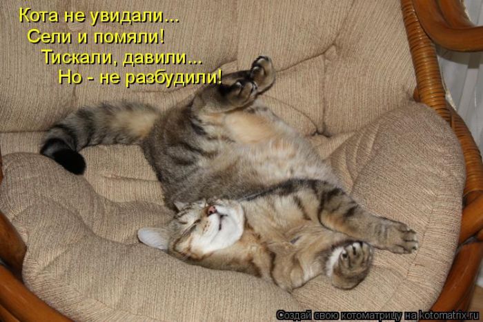 Лучшие котоматрицы недели