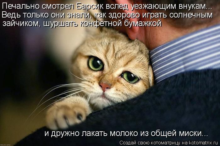 Лучшие котоматрицы недели