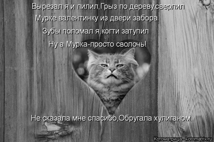 Лучшие котоматрицы недели