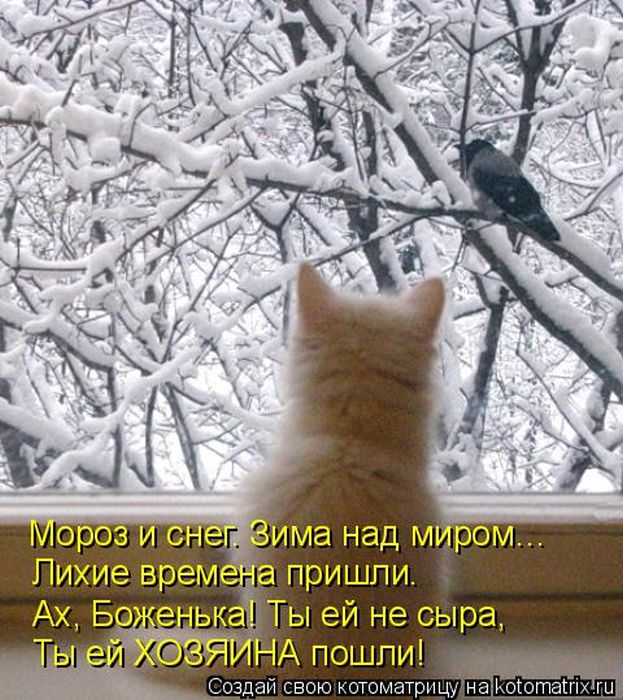Лучшие котоматрицы недели
