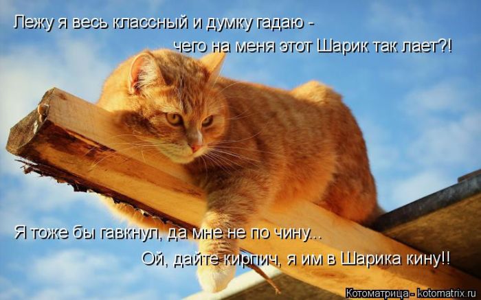 Лучшие котоматрицы недели