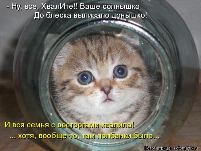 Лучшие котоматрицы недели