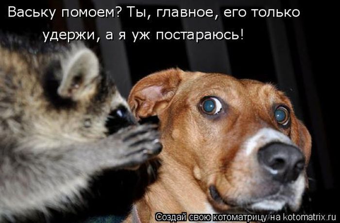 Лучшие котоматрицы недели