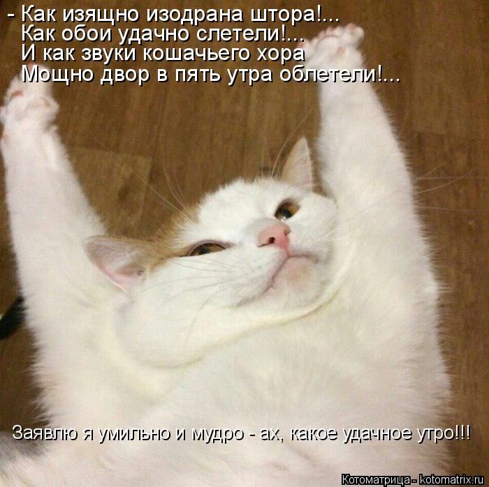 Лучшие котоматрицы недели