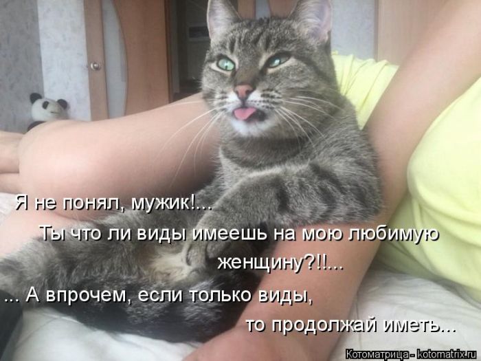 Лучшие котоматрицы недели