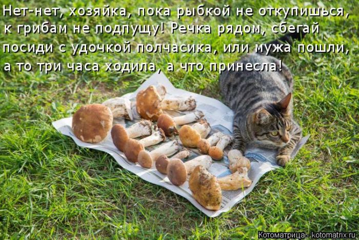 Лучшие котоматрицы недели