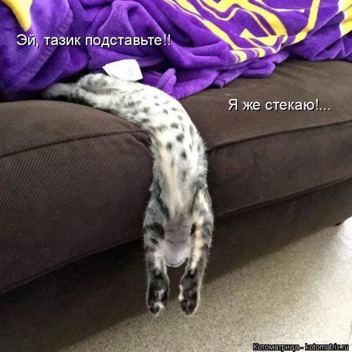 Лучшие котоматрицы недели