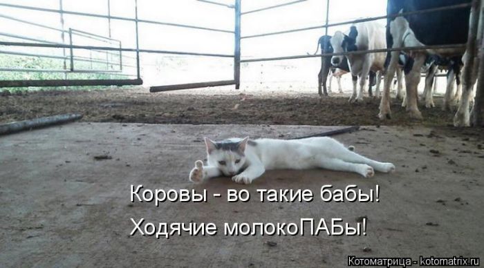 Лучшие котоматрицы недели